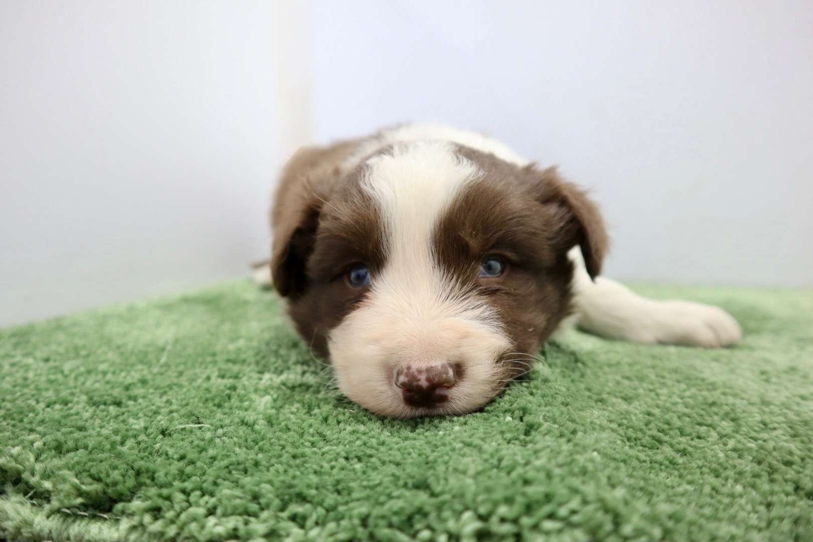 ご家族様が決まりました♪