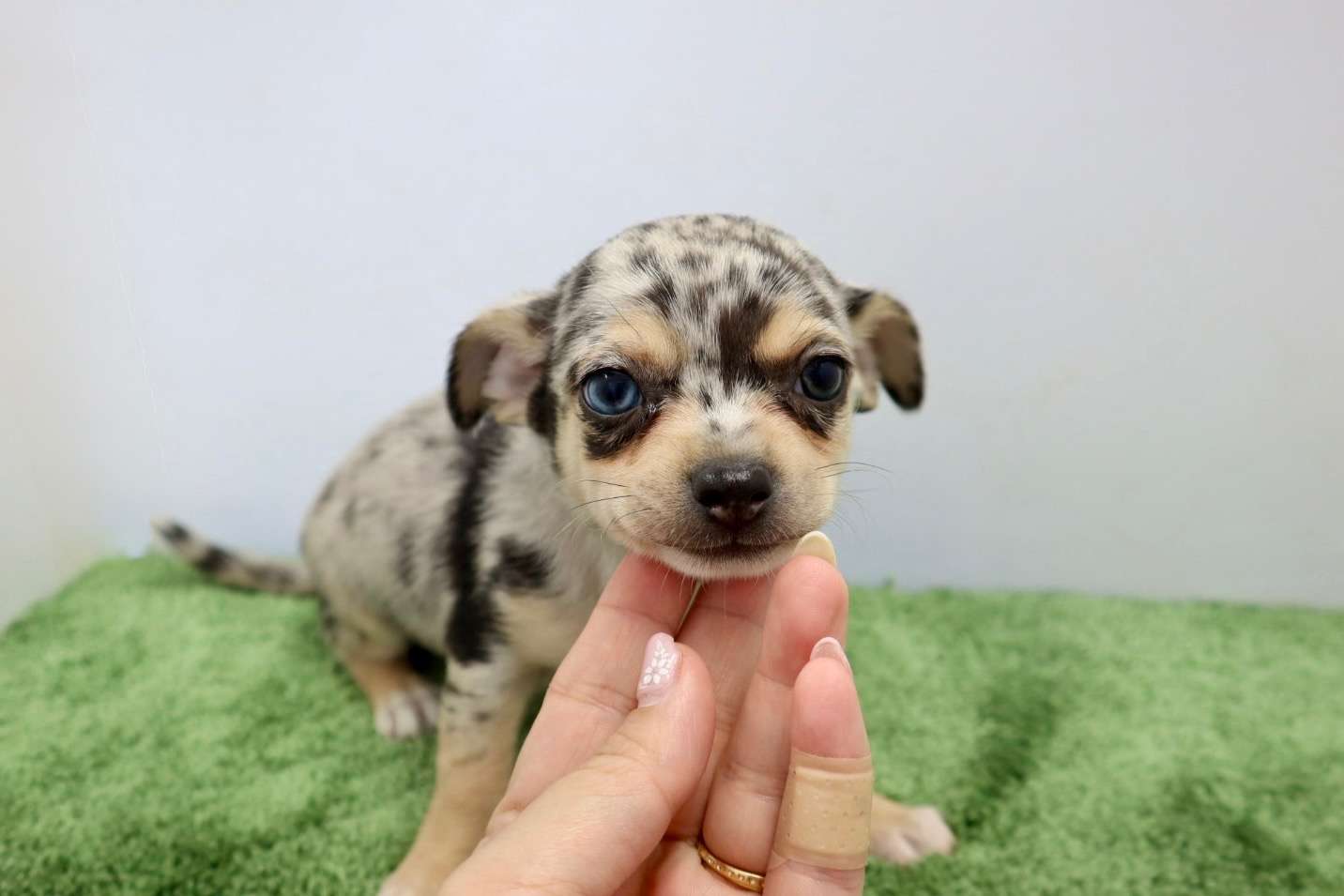 ♂スムースコートチワワ ¥176,000円(税込)