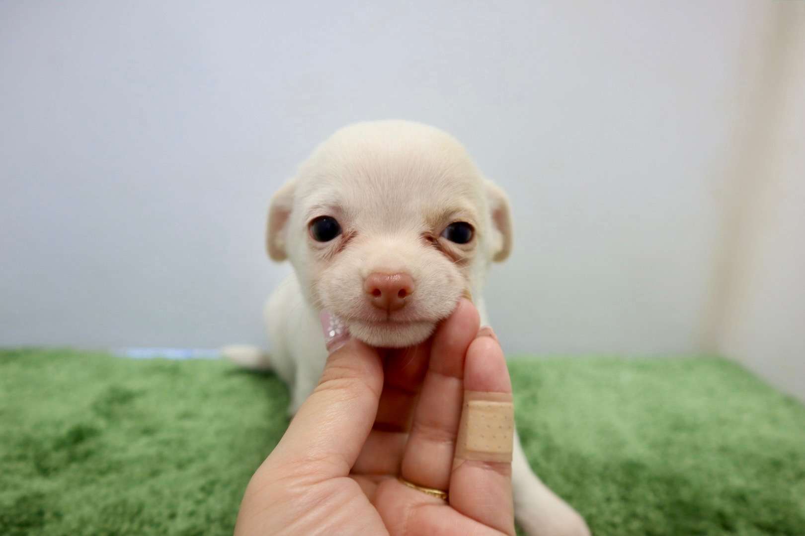 ♀スムースコートチワワ ¥176,000円(税込)